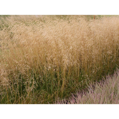 Deschampsia cespitosa 'Goldschleier'