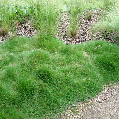 Festuca gautieri