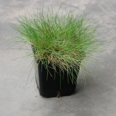 Festuca gautieri
