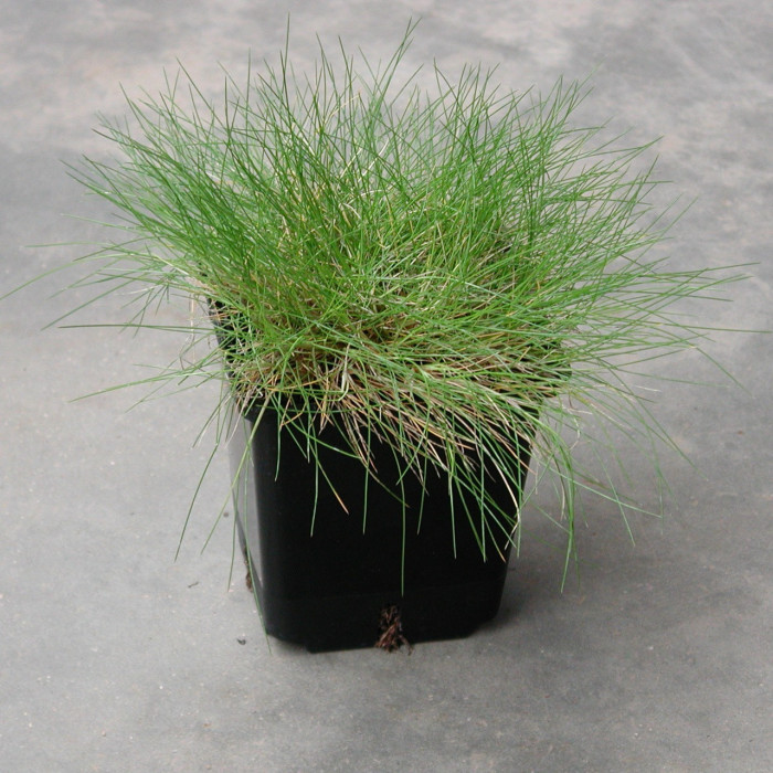 Festuca gautieri
