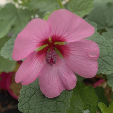 Anisodontea 'Ell Rayo'