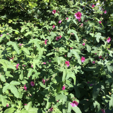Anisodontea 'Ell Rayo'
