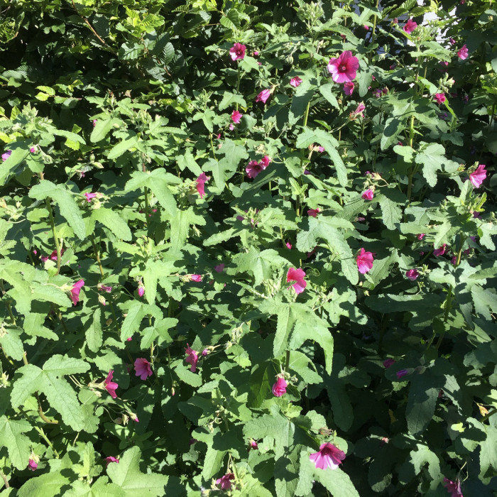 Anisodontea 'Ell Rayo'