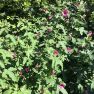 Anisodontea 'Ell Rayo'