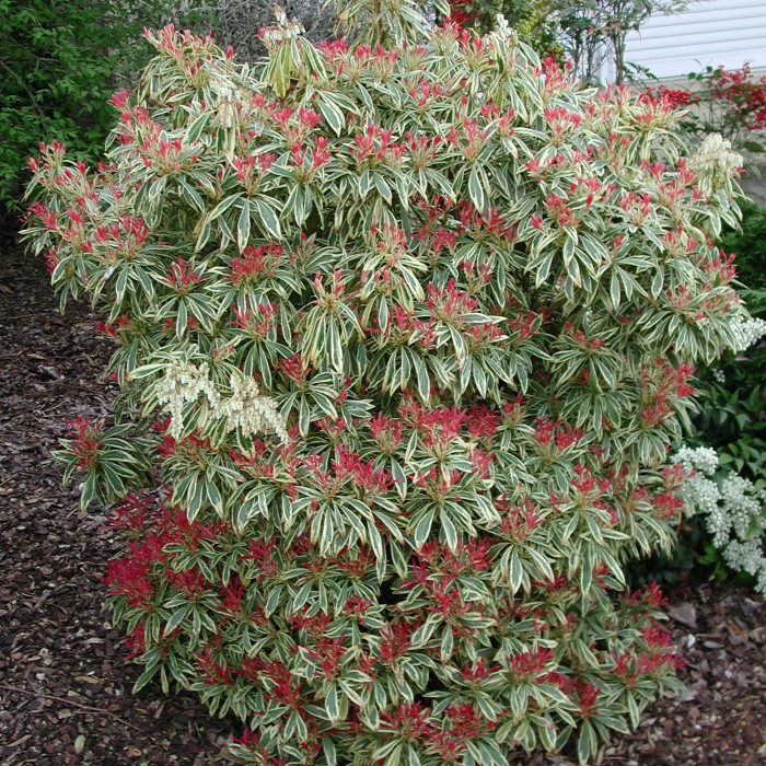 Pieris 'Flaming Silver'