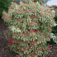 Pieris 'Flaming Silver'