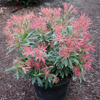 Pieris 'Flaming Silver'