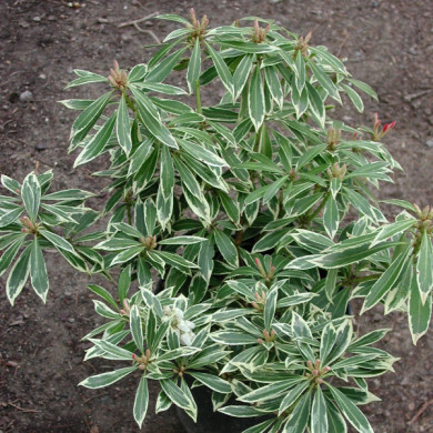 Pieris 'Flaming Silver'