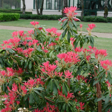 Pieris 'Forest Flame'