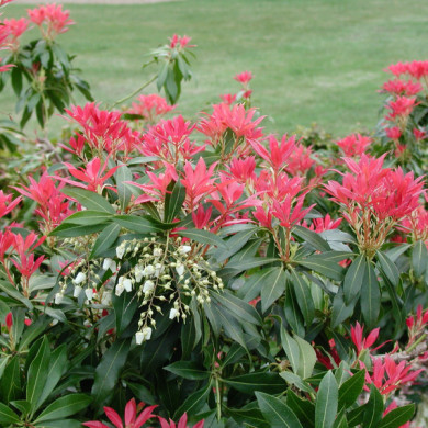 Pieris 'Forest Flame'