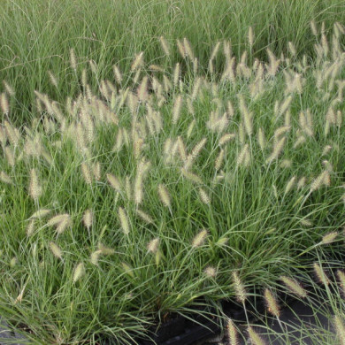 Pennisetum alopecuroides 'Hameln'