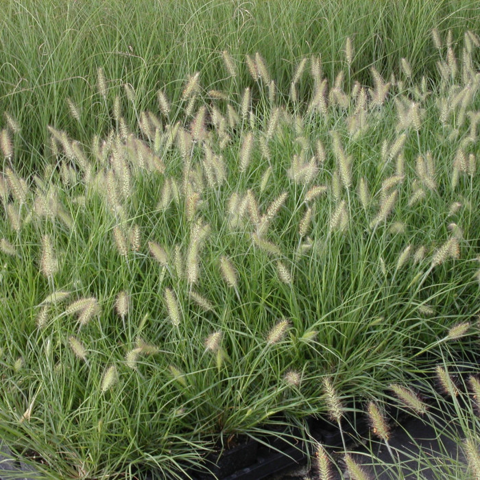 Pennisetum alopecuroides 'Hameln'