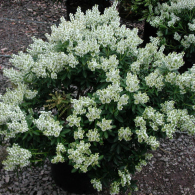 Pieris japonica 'Debutante'