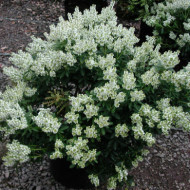 Pieris japonica 'Debutante'