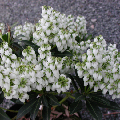 Pieris japonica 'Debutante'