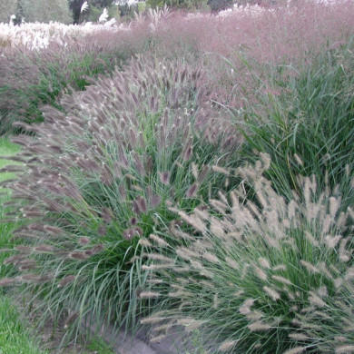 Pennisetum Japonicum