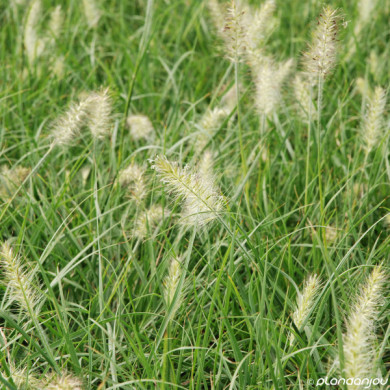 Pennisetum alopecuroides 'Little Bunny'