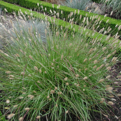 Pennisetum alopecuroides 'Little Bunny'