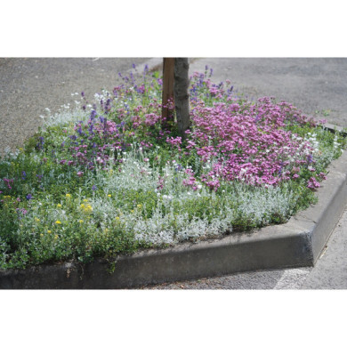 Carré de vivaces 8606 Magic (0,14m²)