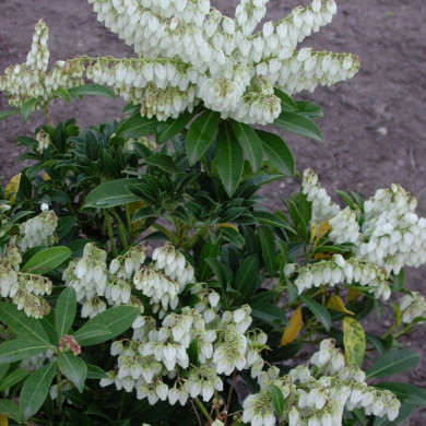 Pieris japonica 'Purity'