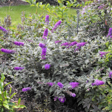 Buddleja Blue Chip® lo & behold