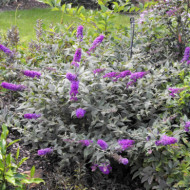 Buddleja Blue Chip® lo & behold