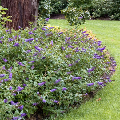 Buddleja Blue Chip® lo & behold