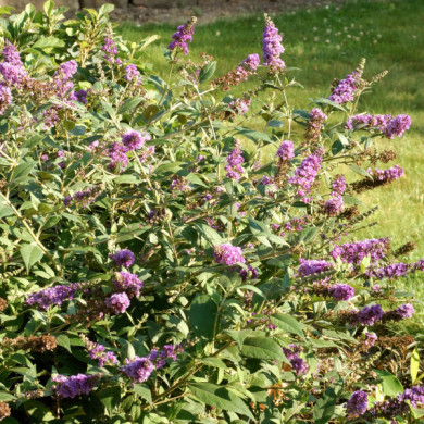 Buddleja Blue Chip® lo & behold