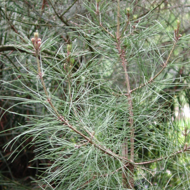 Pinus halepensis