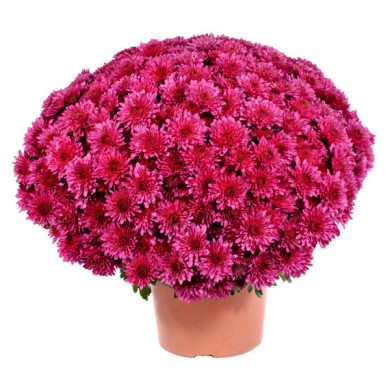 Chrysanthèmes multifleurs violet
