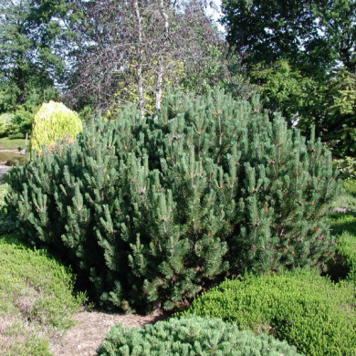 Pinus mugo var. pumilio