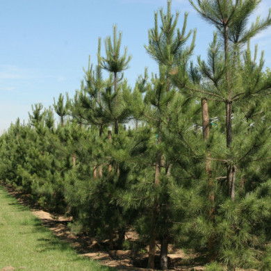 Pinus nigra subsp. laricio