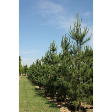 Pinus nigra subsp. laricio