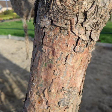 Pinus nigra subsp. laricio