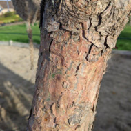 Pinus nigra subsp. laricio