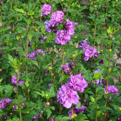 Hibiscus syriacus French Cabaret® purple 'mindouv5'