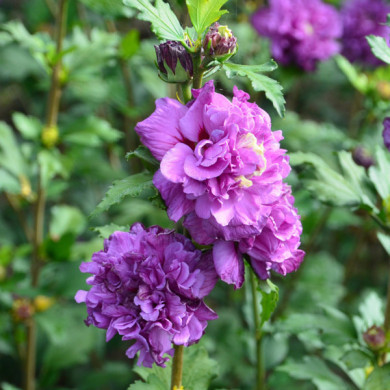 Hibiscus syriacus French Cabaret® purple 'mindouv5'