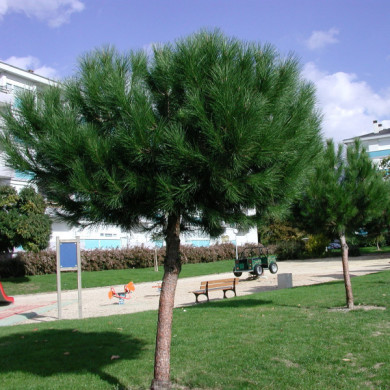 Pinus pinea