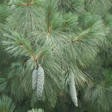 Pinus wallichiana