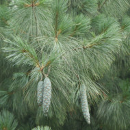 Pinus wallichiana