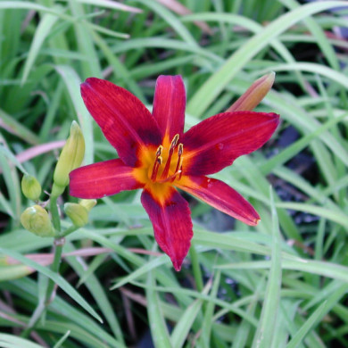 Hemerocallis 'Sammy Russell'