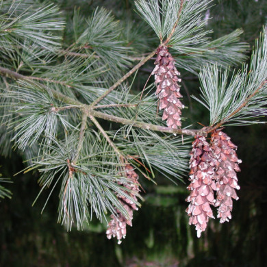 Pinus wallichiana