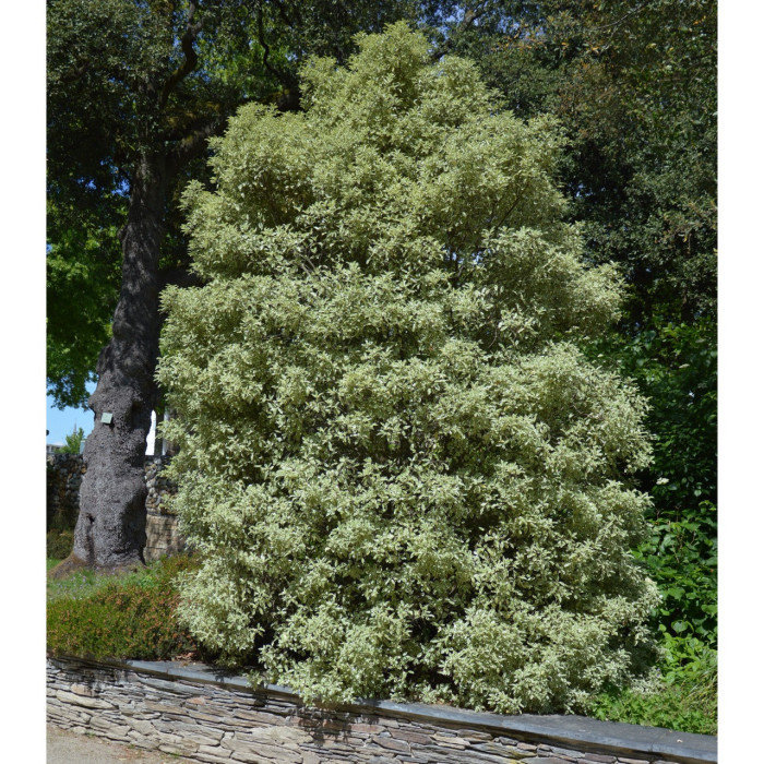 Pittosporum tenuifolium 'Variegatum'