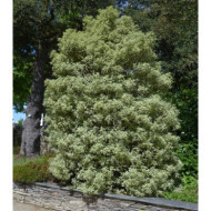 Pittosporum tenuifolium 'Variegatum'