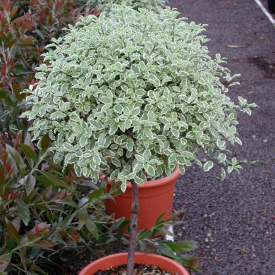 Pittosporum tenuifolium 'Variegatum'
