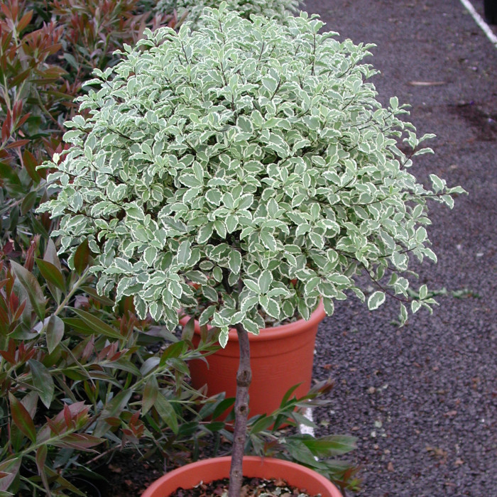 Pittosporum tenuifolium 'Variegatum'