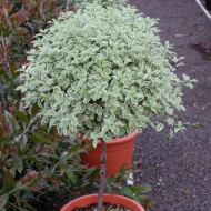 Pittosporum tenuifolium 'Variegatum'