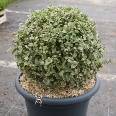 Pittosporum tenuifolium 'Variegatum'