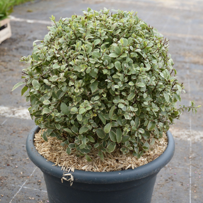 Pittosporum tenuifolium 'Variegatum'