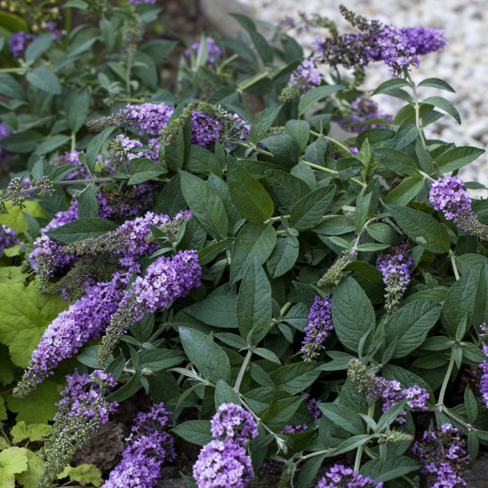 Buddleja Lilac Chip® valbud3